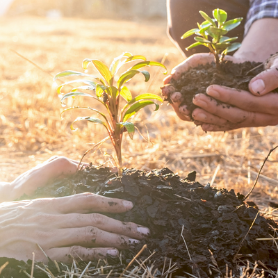 We've planted 100,000 trees through our Buy a Product - Plant a Tree Campaign!