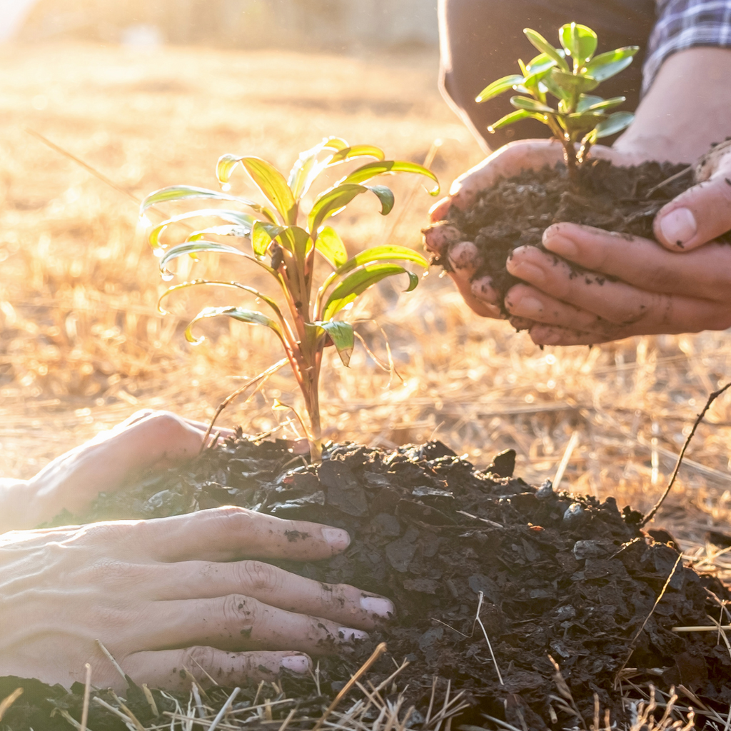 tree planting, reforestation, sustainable, climate change, eco friendly, ethical business