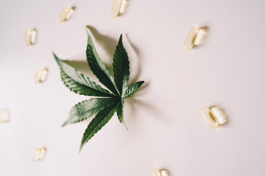 Ingredient Spotlight - Hemp Seed Oil